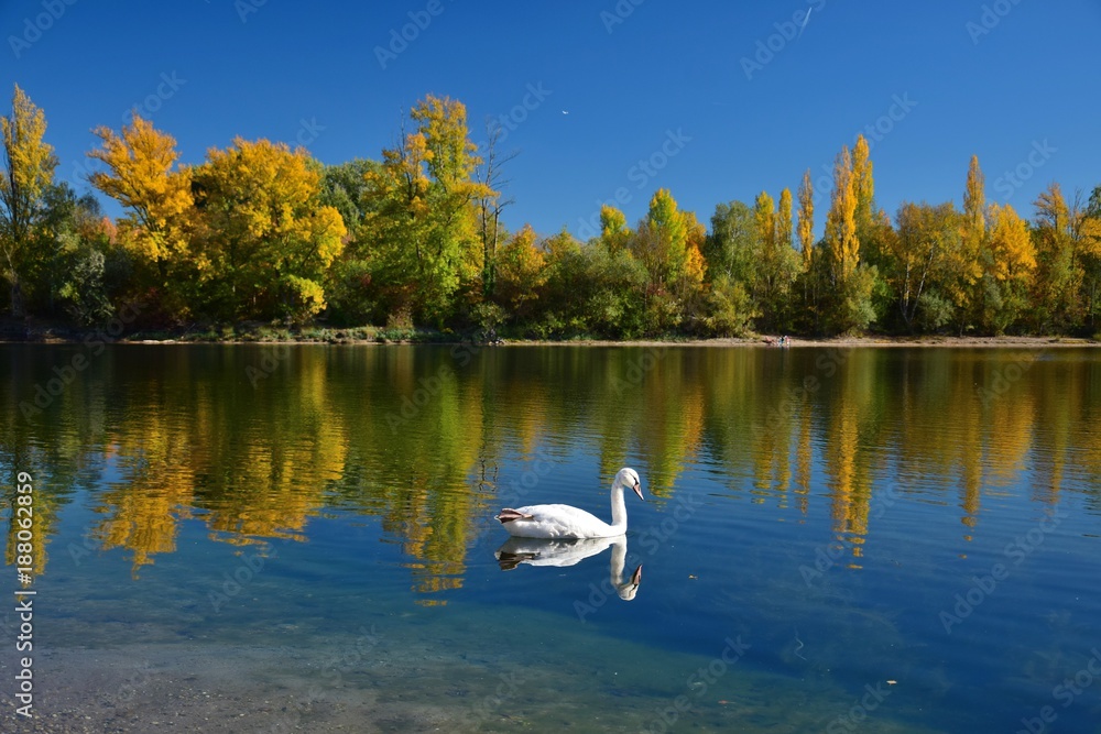Fototapeta premium Schwan im herbstlichen Gänsedrecksee bei Otterstadt