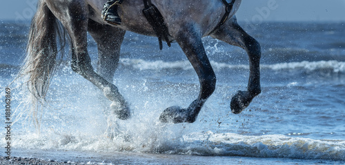 Dapple-grey horse run gallop on water. Legs of horse close up.