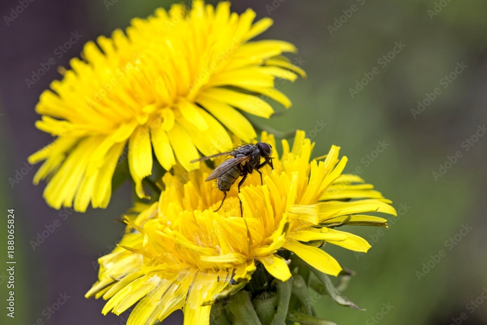 Fly on yellow dandelion flower Fly on yellow dandelion flower