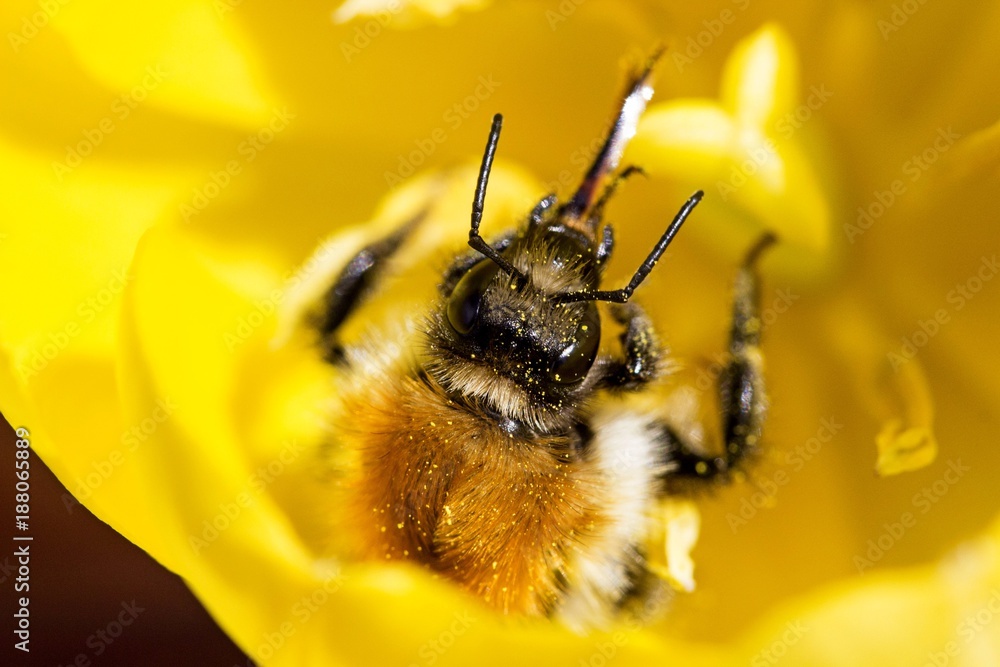 Bumblebee on big yellow tulip flower Bumblebee on big yellow tulip flower