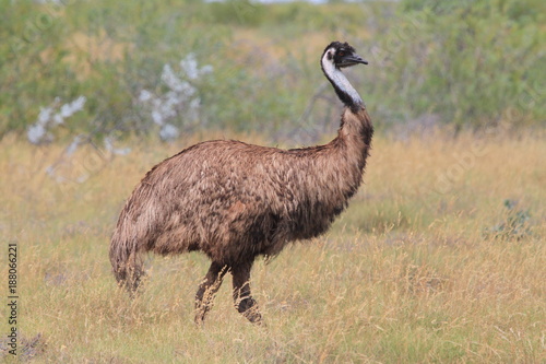 Tableau sur toile Emu walking around