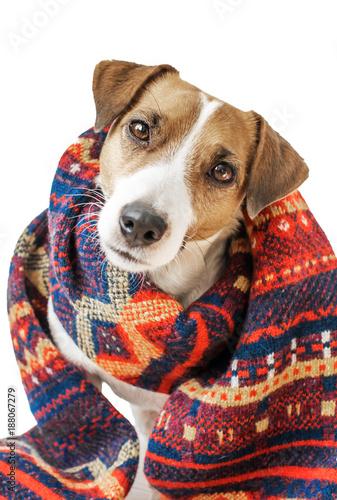 A portrait of cute small sitting dog Jack Russell Terrier dressed in Colorful Norwegian traditional knitted scarf isolated on white background. Fashionable winter unisex accessory © Tetiana