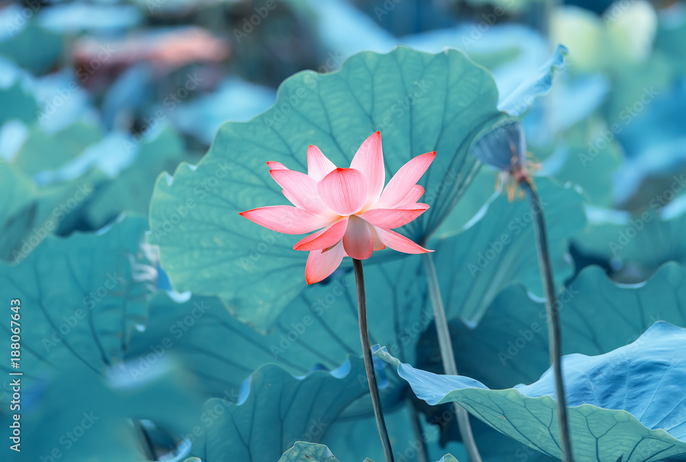 Naklejka premium Lotus flower plants