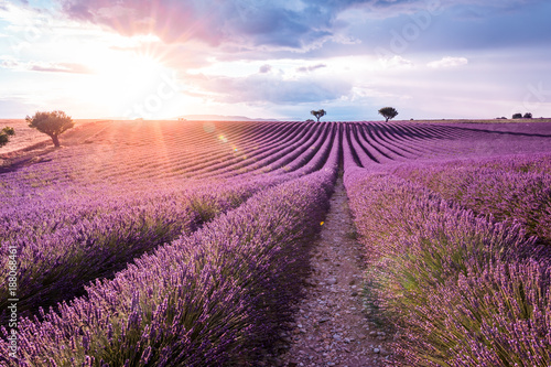 Valensole Plateau  Provence  Southern France. Lavender field at sunset