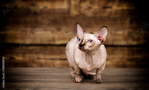 cat sphynx on a wooden background