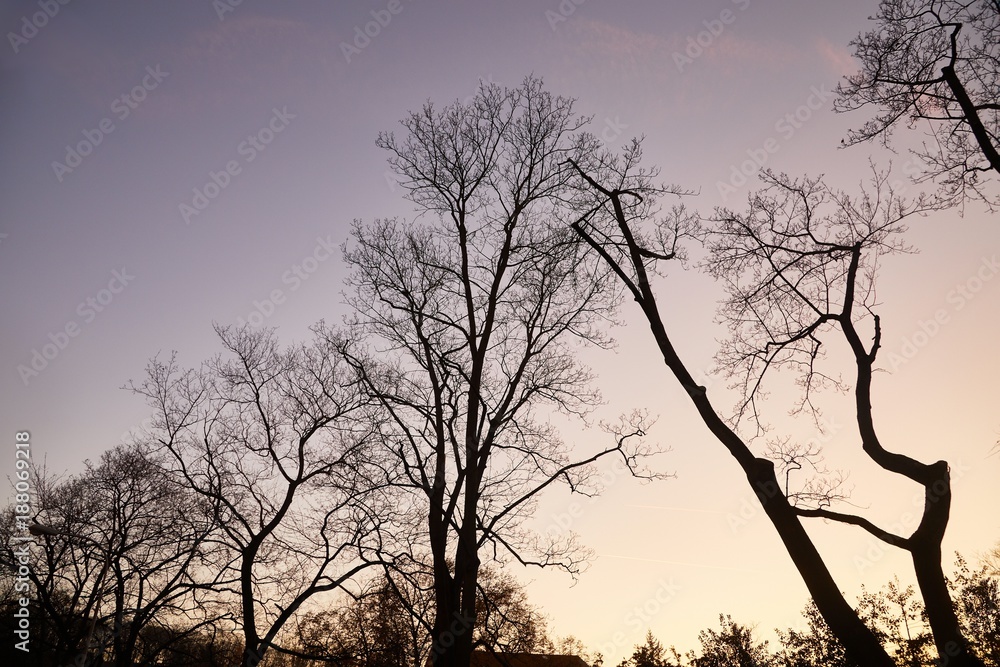 Bare tree branches Bare tree branches