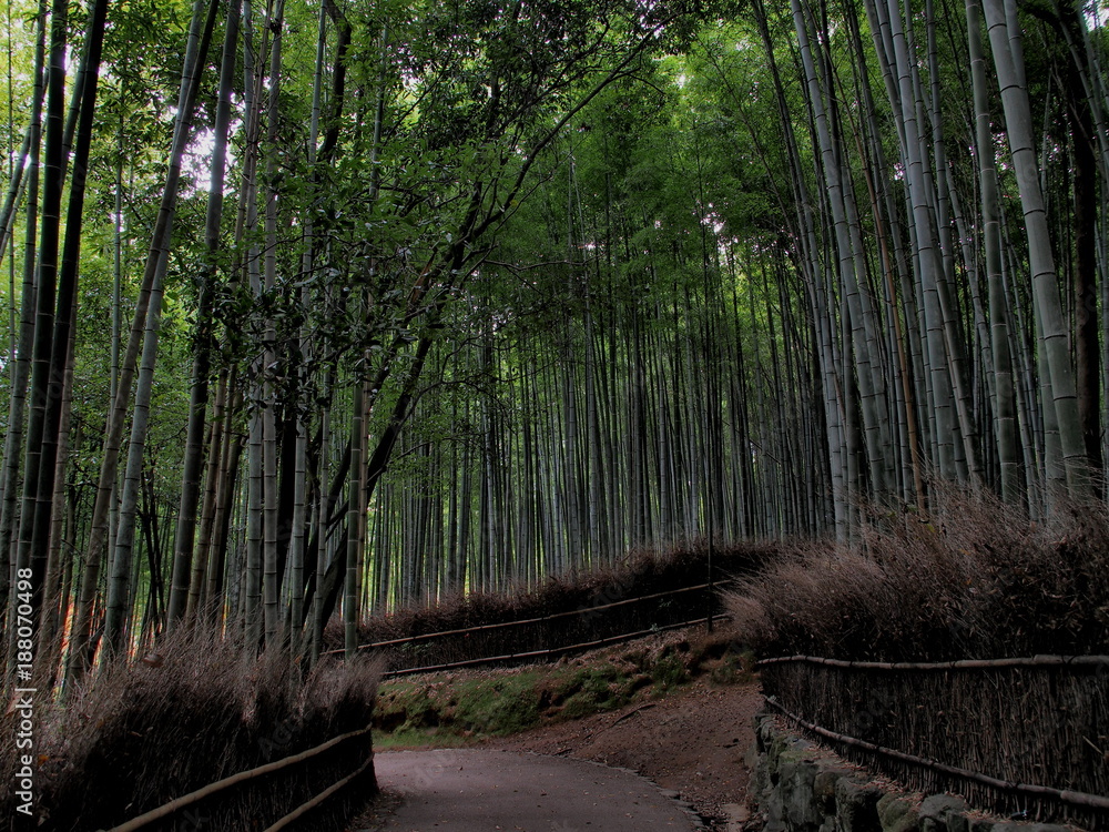 Fototapeta premium 秋の京都