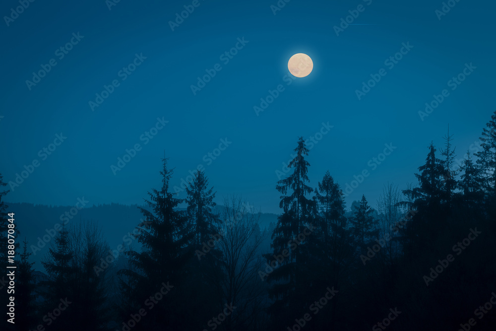 Night mysterious landscape in cold tones - silhouettes of the spruce forest under the full moon and dramatic night sky. Night mysterious landscape in cold tones - silhouettes of the spruce forest under the full moon and dramatic night sky.