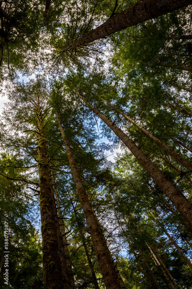 Mächtige Bäume im Avatar Grove bei Port Renfrew auf Vancouver Island, British Columbia, Kanada. Mächtige Bäume im Avatar Grove bei Port Renfrew auf Vancouver Island, British Columbia, Kanada.