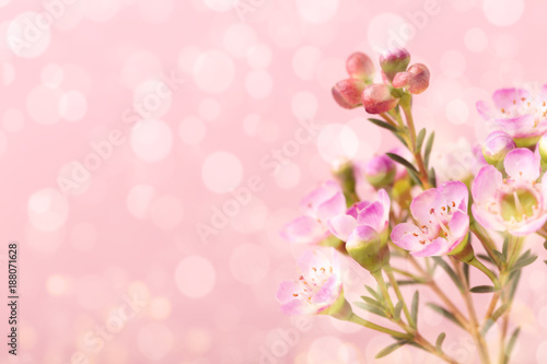 Small purple flowers on pink background