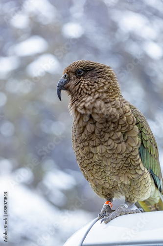 Kestrel Bird 2  © James Ser