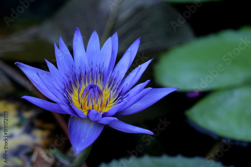Blue lotus on the pond