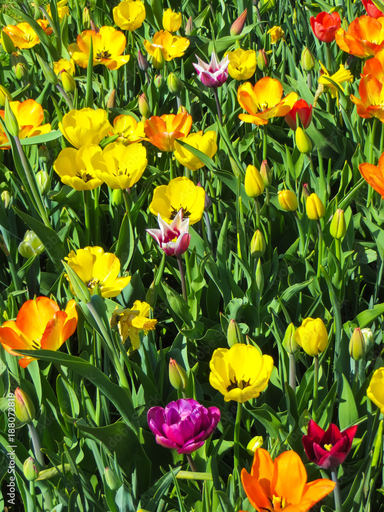 Colorful tulips in the park. Spring landscape.