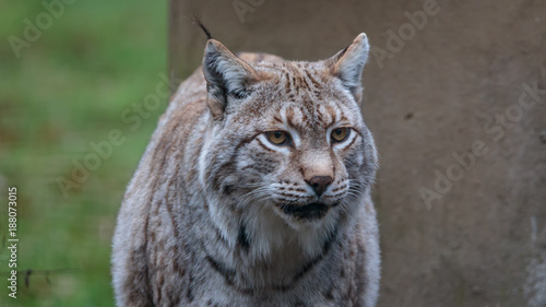 Lynx in winter coat