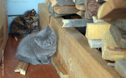 Two small fluffy kittens are sitting at a woodpile firewood photo