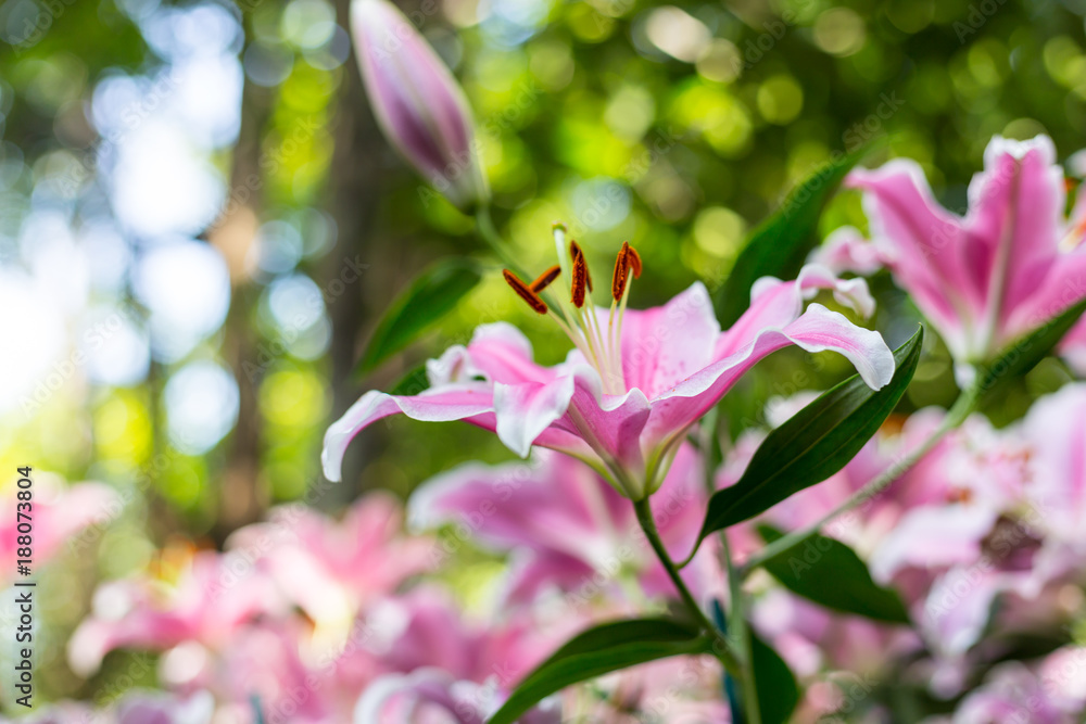 Zephyranthes flower. Common names for species in this genus include fairy lily. Valentine's Day Concept