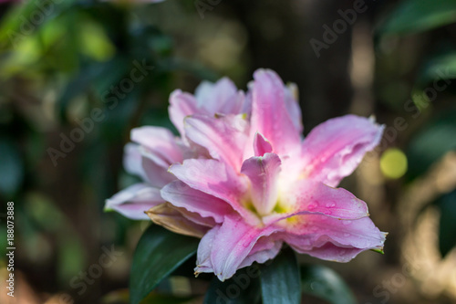 Zephyranthes flower. Common names for species in this genus include fairy lily. Valentine's Day Concept