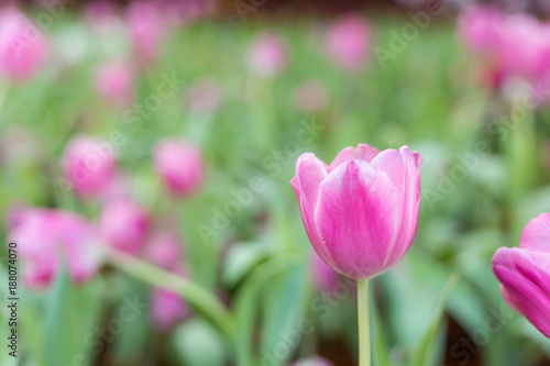 Flower tulips background. bokeh nature © chalermchai