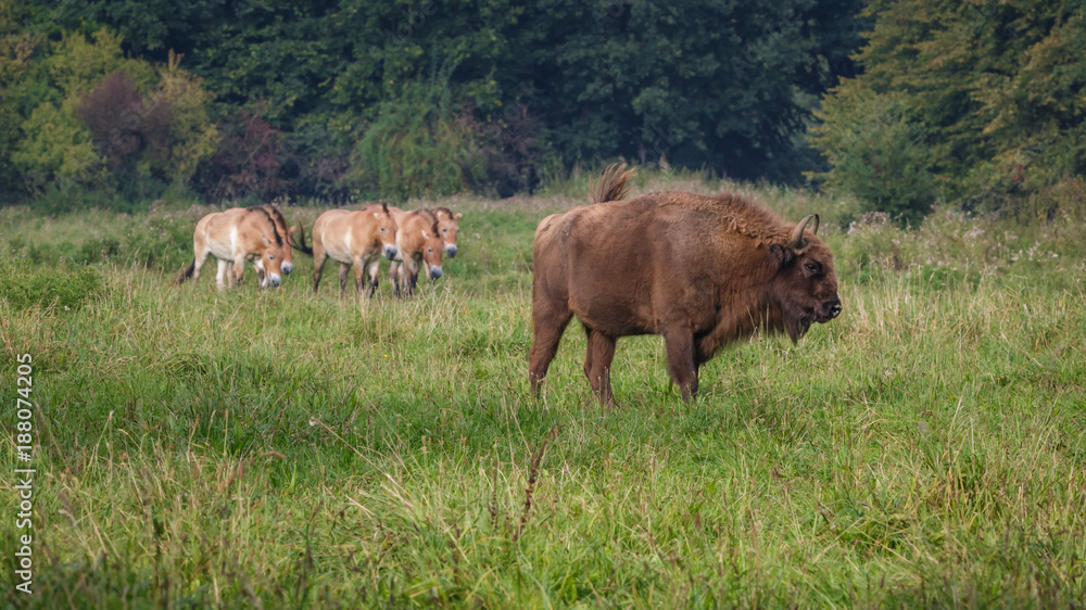 Wisent - European Bison Wisent - European Bison