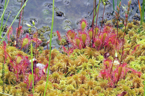 The round leaved or common sundew is a carnivorous plant found in bogs, marshes and fens. Shot near lake St Anne in Transylvania, Romania.
