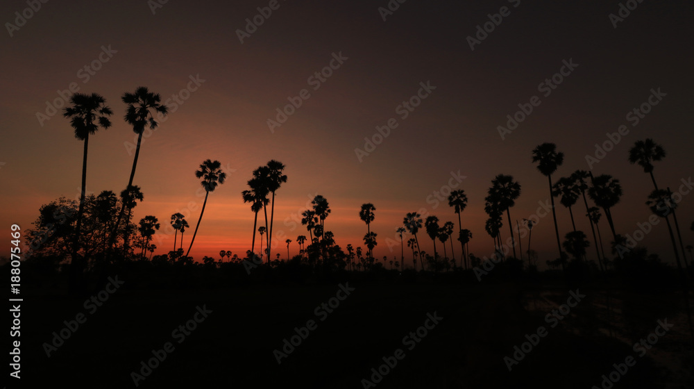 Silhouette picture of Sugar palm at sunset