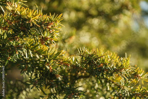 yew branches in spring morning