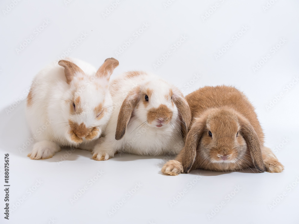 Three baby Holland Lop rabbit on white ground Three baby Holland Lop rabbit on white ground