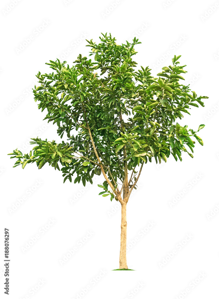 tree isolated on white background tree isolated on white background