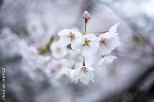 桜の花 © Hiroki Obara