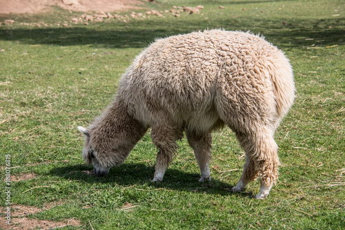 Schafe auf Weide