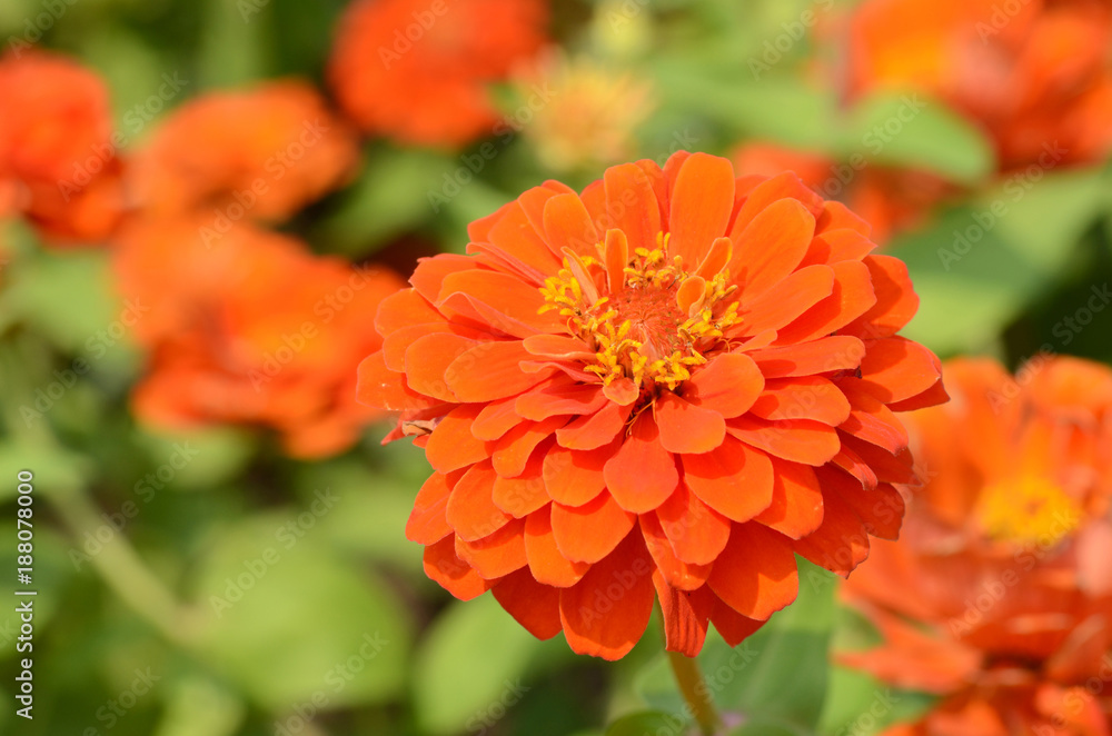 Zinnia in the park. Zinnia in the park.