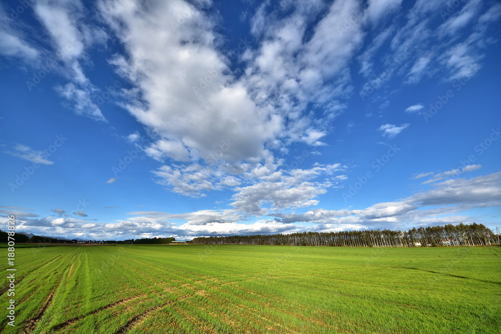 北海道らしい広大な草原