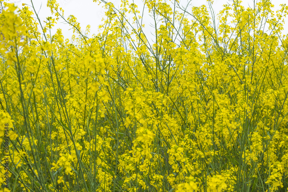Obraz premium 菜の花 黄色い花