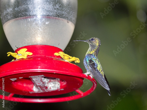 Hummingbird at a feeder in the mountain foggy forest of Maquipucuna, Ecuador photo