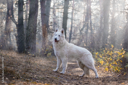 Dog of breed White Swiss Shepherd in the forest