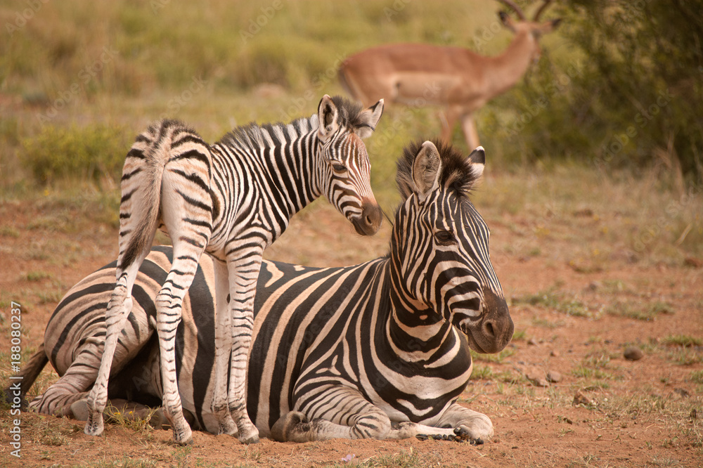 Burchell’s zebra mare sharing a tender moment comforting her young foal Burchell’s zebra mare sharing a tender moment comforting her young foal