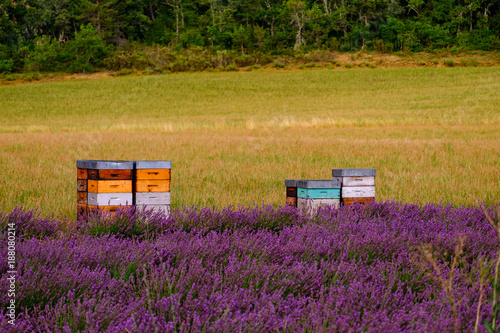 Les ruches à coté de champ de lavande. Gros plan. Provence, France.
