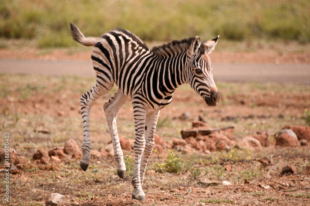 Burchell’s zebra foal kicking high in to the air with the hind legs in a moment of joy Burchell’s zebra foal kicking high in to the air with the hind legs in a moment of joy