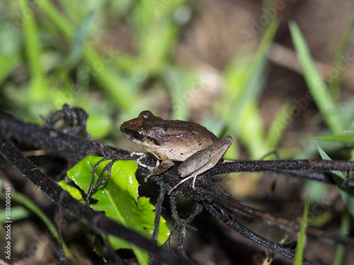 Frog of the genus Rana in the mountain foggy forest of Maquipucuna, Ecuador © vladislav333222