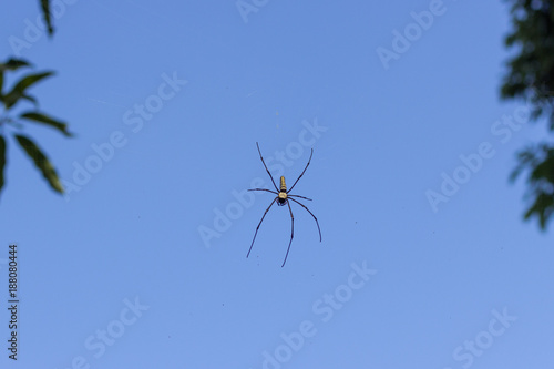 Spider on spider web