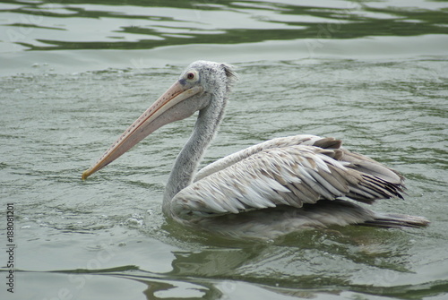 pelican swimming in the pool 