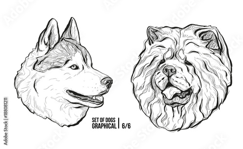 Set of portraits of dogs. Breeds Husky and Chow Chow. Graphical vector illustration