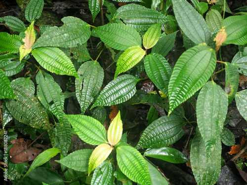 Peperomia, in the mountain foggy forest of Maquipucuna, Ecuador