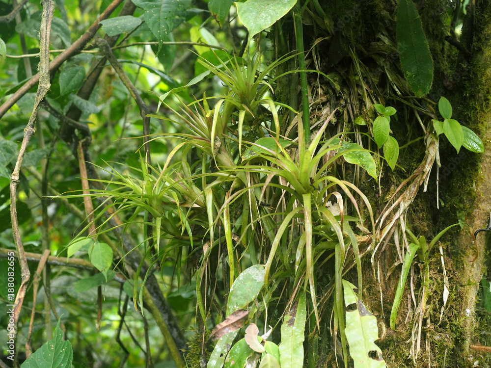 Large Bromelia on Tree, in the mountain foggy forest of Maquipucuna, Ecuador Large Bromelia on Tree, in the mountain foggy forest of Maquipucuna, Ecuador