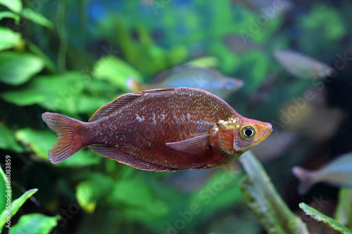 Glossolepis incisus. Colorful fish swimming in the aquarium photo