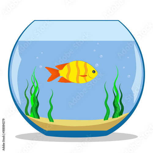 Colorful exotic fish in a fishbowl with seaweed and sand on the bottom. Vector illustration, flat.
