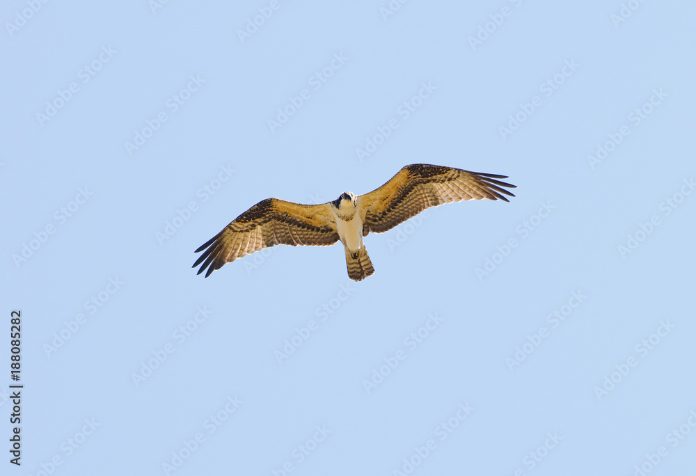 Osprey in flight against a blue sky Osprey in flight against a blue sky
