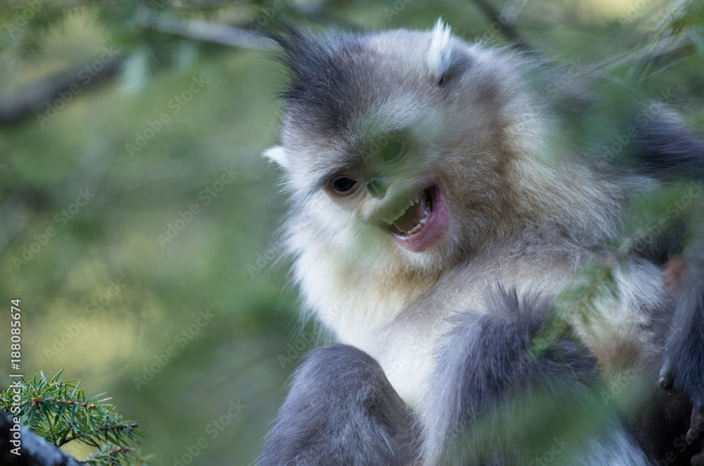 Saving the Yunnan Golden Monkey