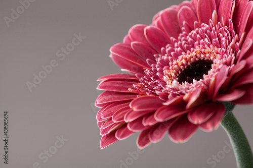 Beautiful single gerbera daisy flower closeup. Greeting card for birthday, mother or womans day. Macro. .