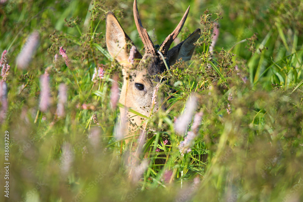 Fototapeta premium devil in the grass